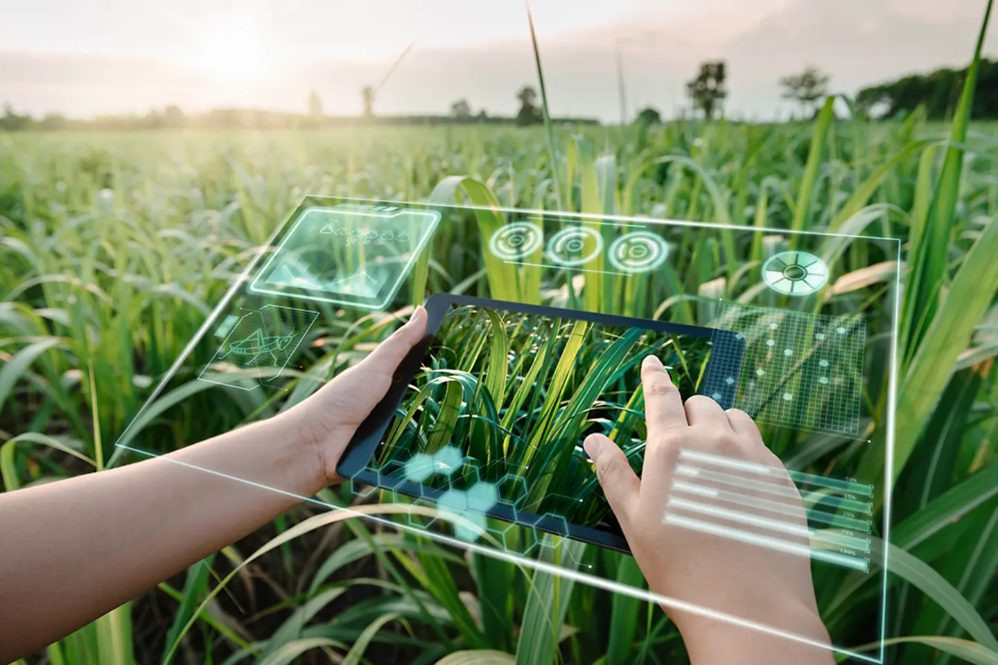 Graphic image on transparent monitor over a field